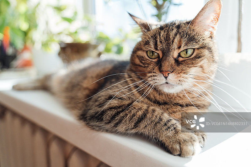 窗台上表情严肃的有趣猫咪图片素材