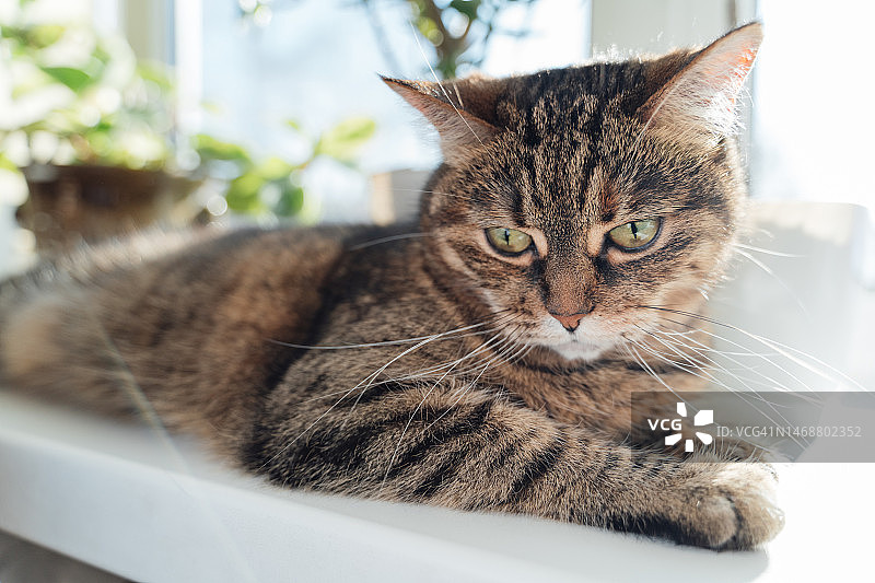 窗台上表情严肃的有趣猫咪图片素材