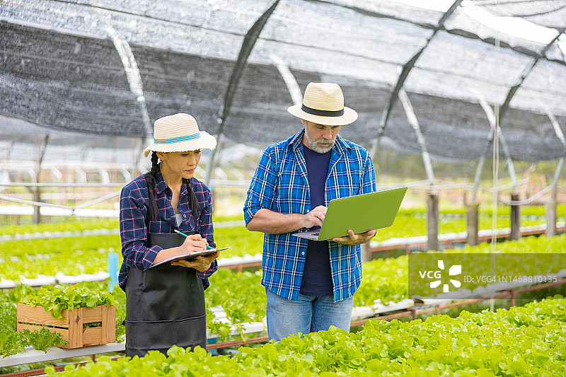 两位农民在绿色有机蔬菜农场种植园中使用数字平板电脑图片素材