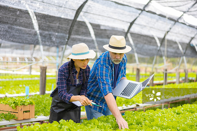 两位农民在绿色有机蔬菜农场种植园中使用数字平板电脑图片素材