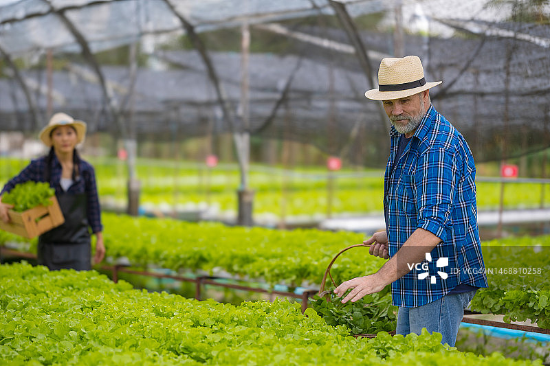可持续水培农业：男女种植新鲜蔬菜图片素材
