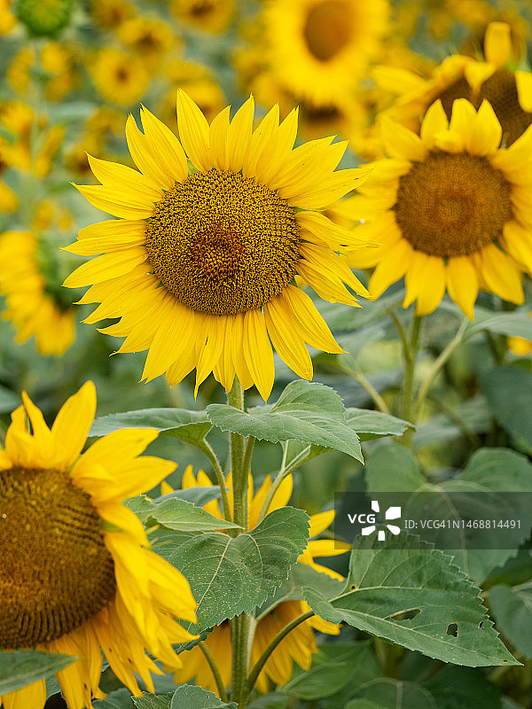 夏日田野上的向日葵图片素材