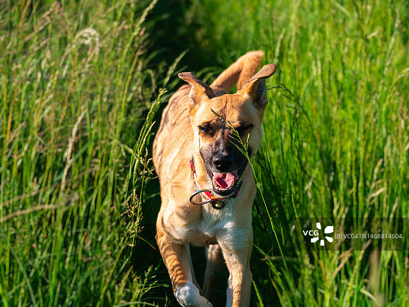 在夏日草甸的绿色草丛中奔跑的快乐红发狗图片素材
