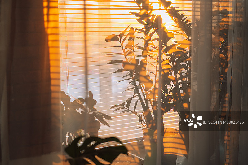 阳光透过窗户照在窗台上的家居花卉图片素材
