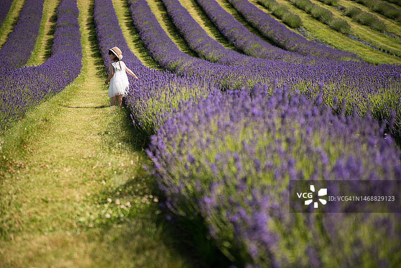 穿着白色连衣裙戴着帽子的女孩走过薰衣草田，在苏格兰春日的阳光下触摸花朵图片素材