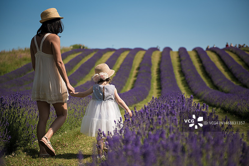 在苏格兰的春天，小女孩牵着妈妈的手走过薰衣草田图片素材