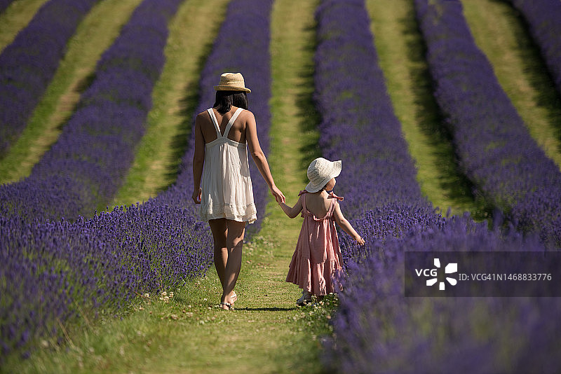 在苏格兰春日阳光明媚的薰衣草田中，穿着粉色连衣裙的小女孩和戴着草帽、穿着白色连衣裙的妈妈手牵着手，触摸着花朵图片素材