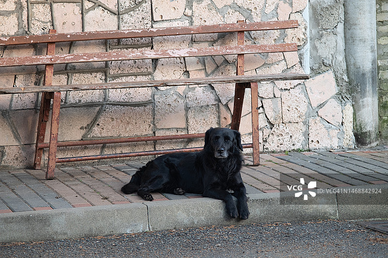 躺在沥青路面上的黑色大狗图片素材
