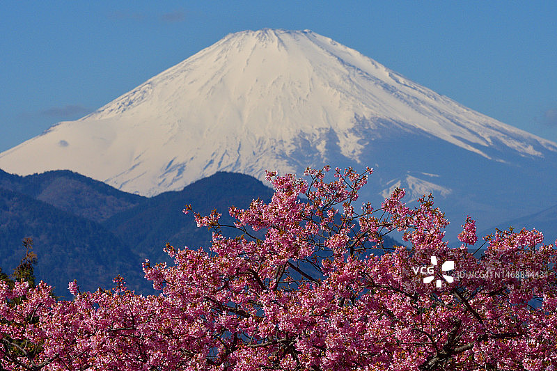 神奈川县松田山观赏樱花下的富士山图片素材