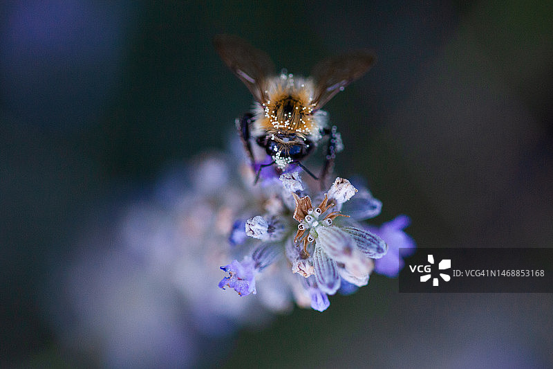 蜜蜂在春天造访花朵图片素材