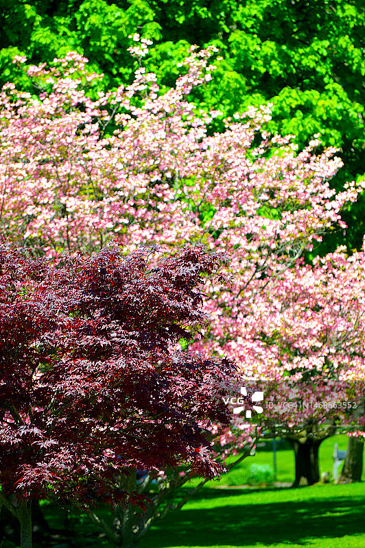 宾夕法尼亚州的春季风光图片素材