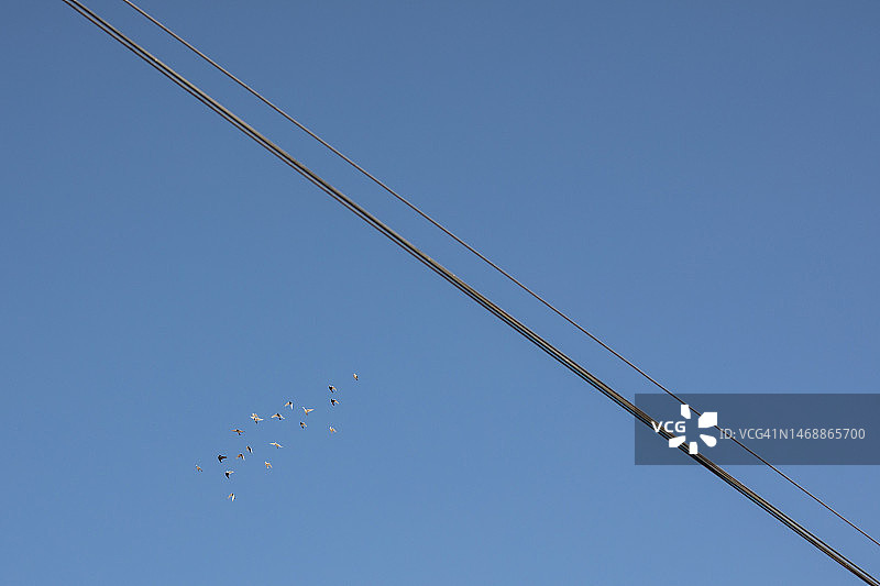 电线、天空与飞鸟图片素材