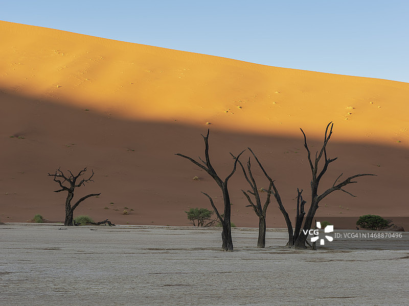 纳米布-诺克卢夫国家公园死亡谷的死亡金合欢树图片素材