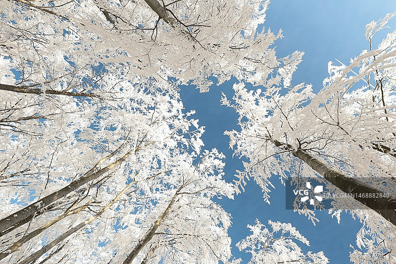蓝色天空下的山毛榉树，波兰普鲁德尼克图片素材