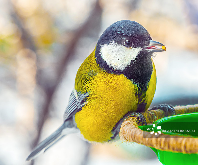 克拉斯诺亚尔斯克鸟类喂食器上的大山雀特写，俄罗斯图片素材