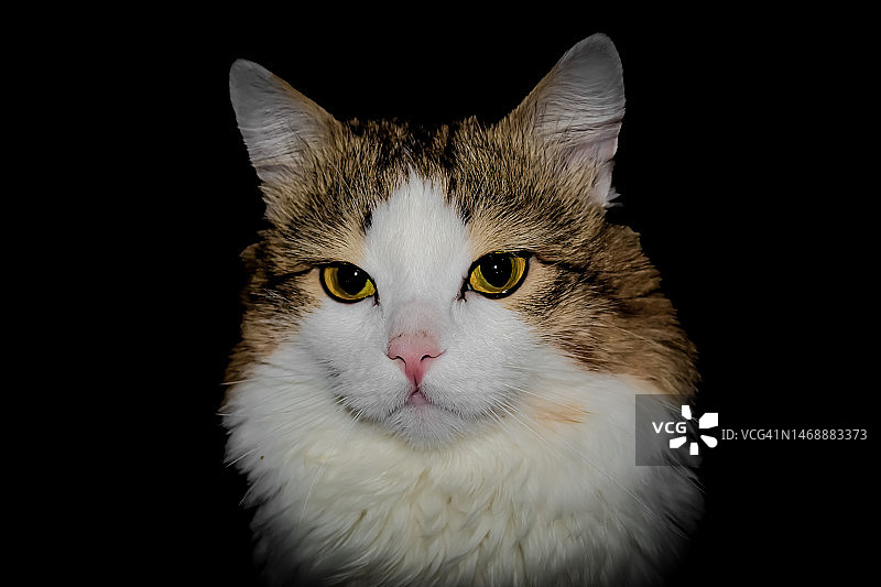 黑色背景下的猫特写肖像图片素材