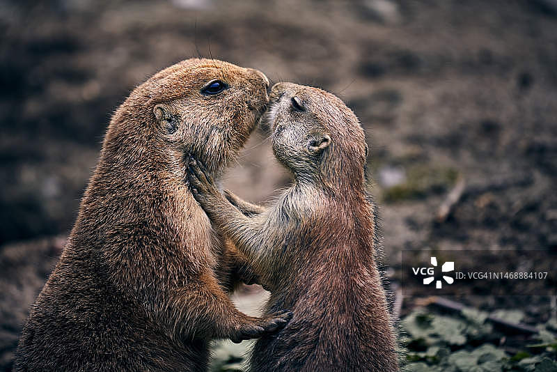 捷克共和国岩石上的海豹特写图片素材