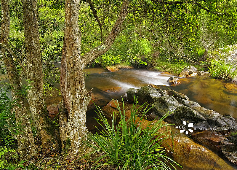 澳大利亚埃林德拉国家公园森林溪流风光图片素材