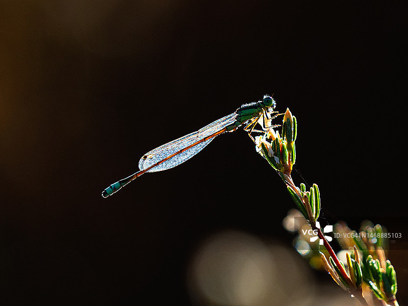 澳大利亚西澳大利亚州约克植物上的蜻蜓特写图片素材