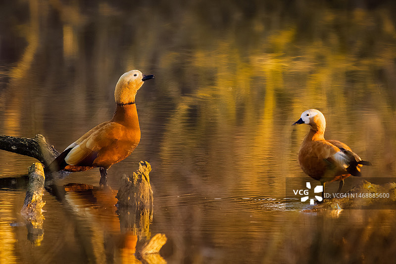 德国湖泊中的两只鸟图片素材