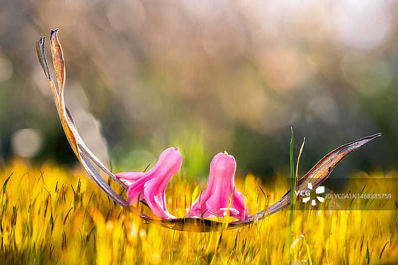 田野上的鲜花特写图片素材