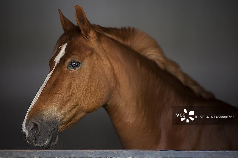 印度尼西亚，灰色背景下小马的侧面照图片素材