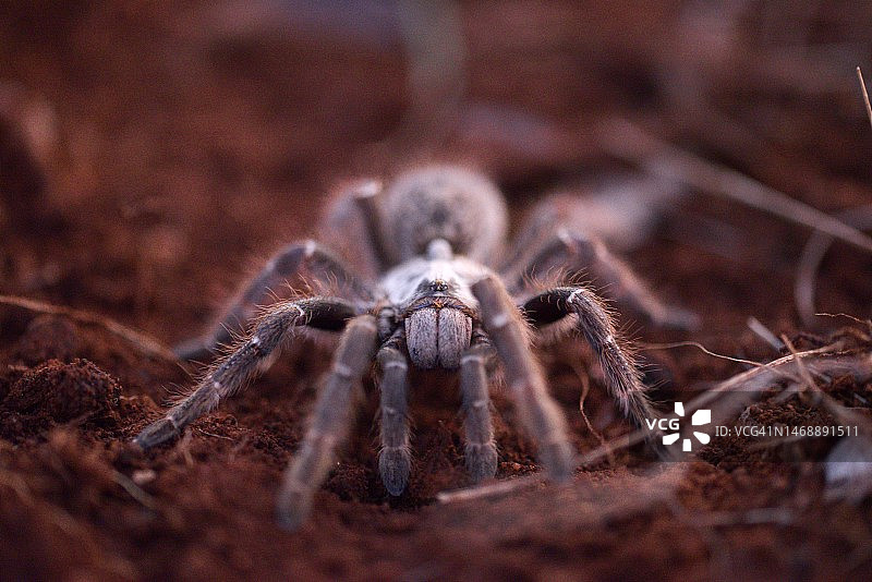 博茨瓦纳，田野里的蜘蛛特写图片素材