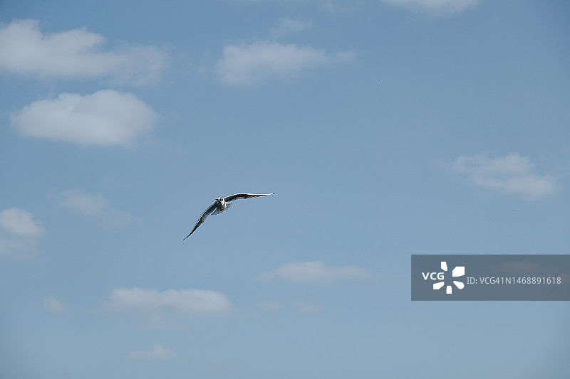 会飞的鸟图片素材