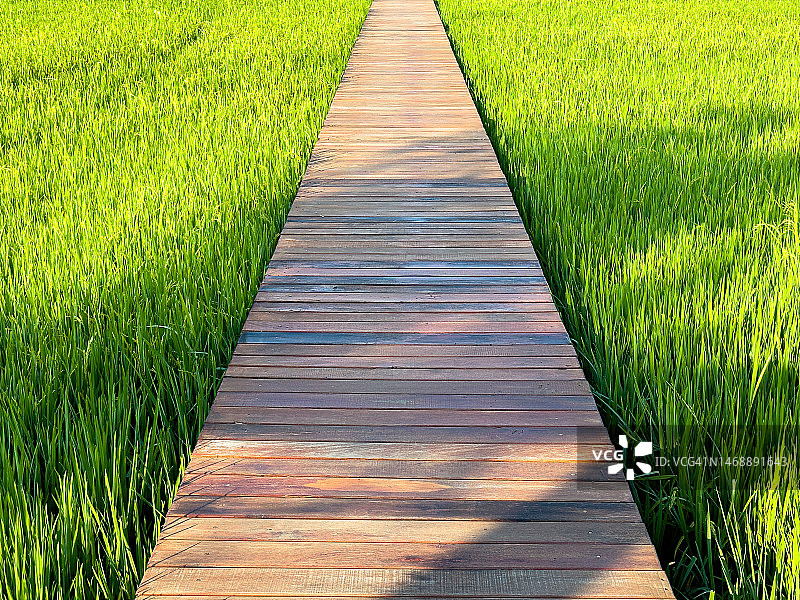 沿着泰国绿色稻田的木制小路图片素材