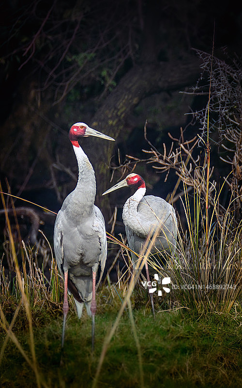 鸟类栖息在田野上的特写，巴拉特普尔鸟类保护区，印度图片素材