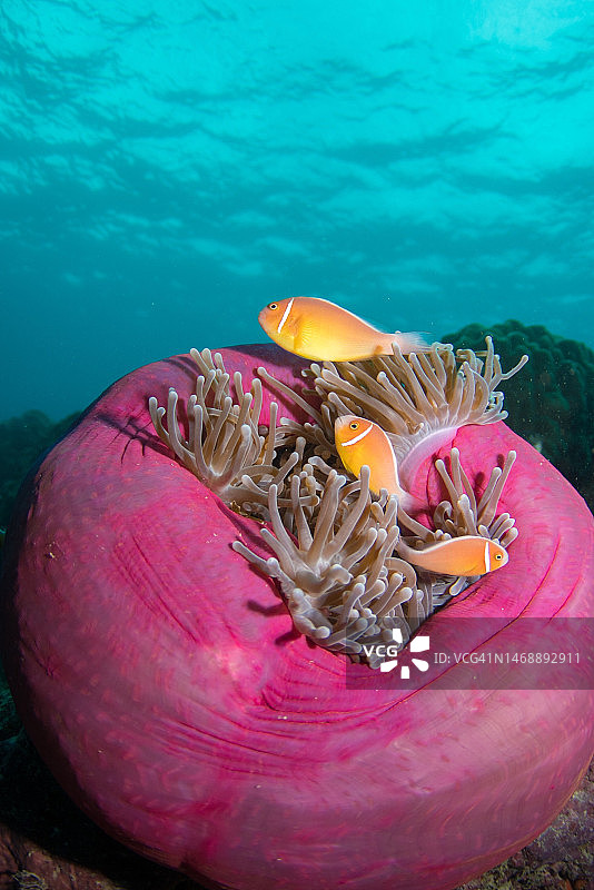 海中珊瑚的特写，印度尼西亚图片素材