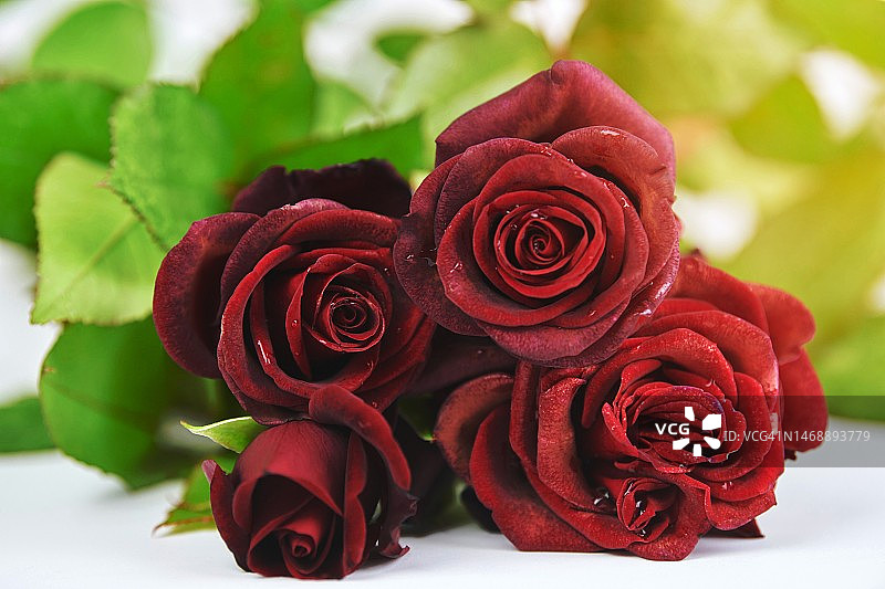白色背景下的红色玫瑰花特写图片素材