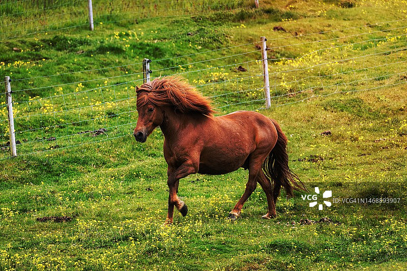 马站在草地上的侧面图图片素材