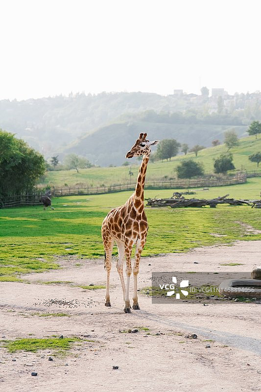 两只长颈鹿在印度尼西亚的草原上行走图片素材
