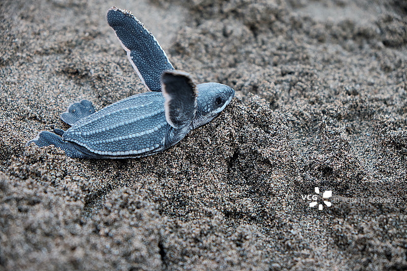 印度尼西亚巴厘岛沙滩上的动物外壳俯视图图片素材