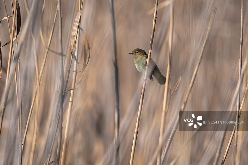 意大利塔奎尼亚萨利内自然保护区，栖息在植物上的鸣禽特写图片素材
