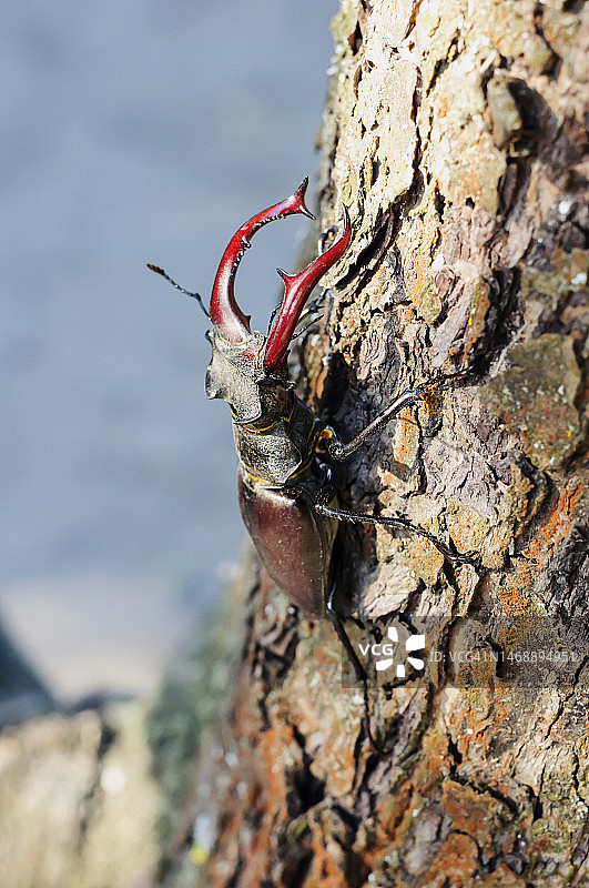 树干上的角锹甲，选择性聚焦图片素材