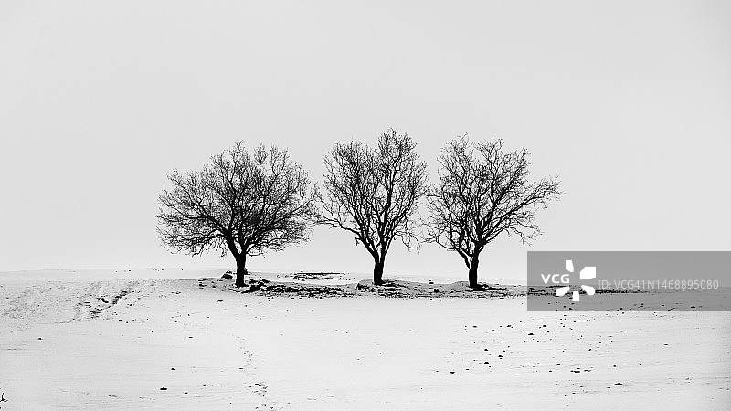 阿尔及利亚雪原树木图片素材