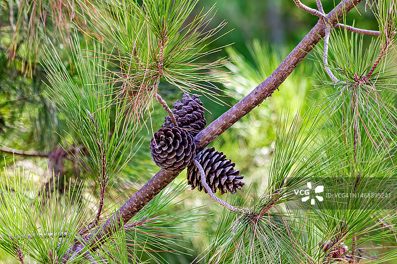 松树的特写图片素材