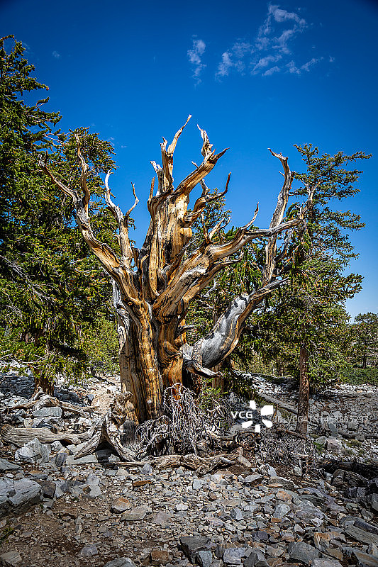 内华达州大盆地国家公园的古老狐尾松，美国图片素材
