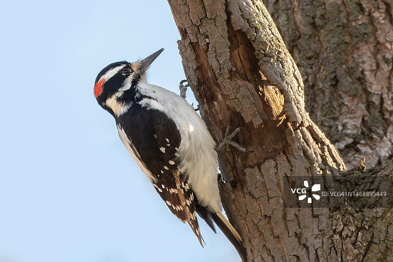 大斑啄木鸟栖息在树干上的特写图片素材