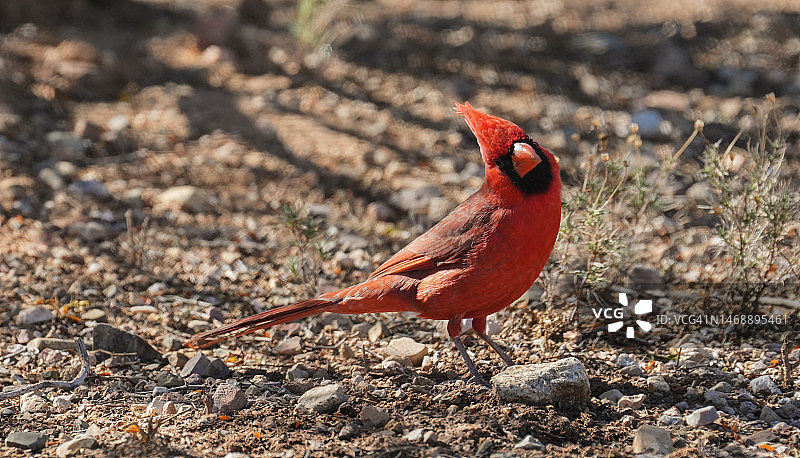 栖息在田野上的北美红雀特写，维尔，亚利桑那州，美国图片素材