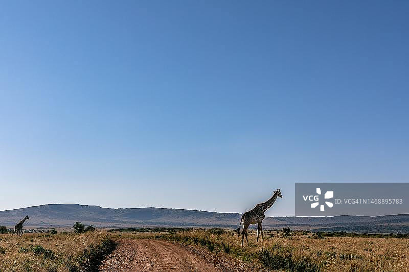 印度尼西亚的田野风光，晴空万里图片素材
