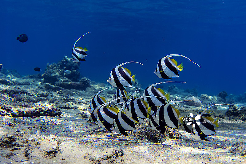 埃及海中游动的鱼特写图片素材