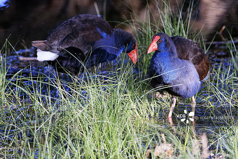 紫水鸡图片素材