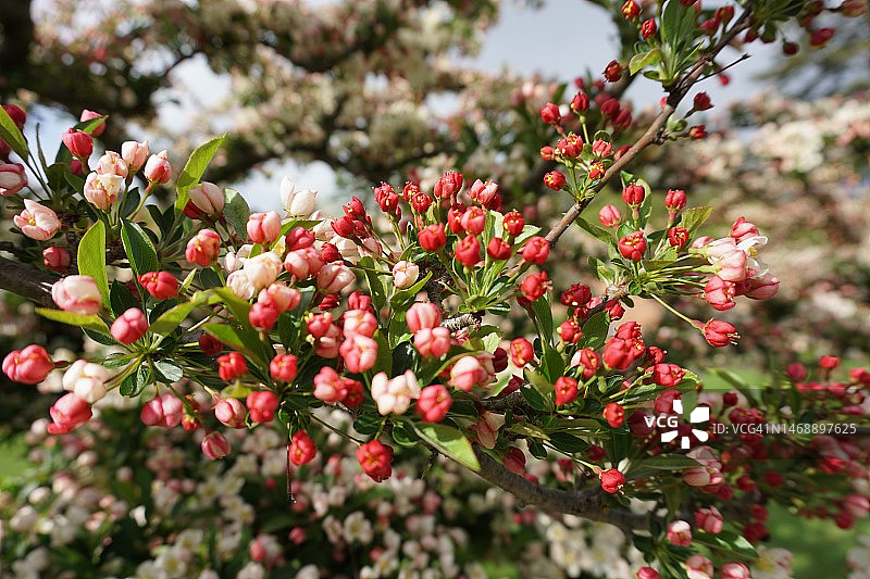 美国老韦斯特伯里花园的树上浆果特写图片素材