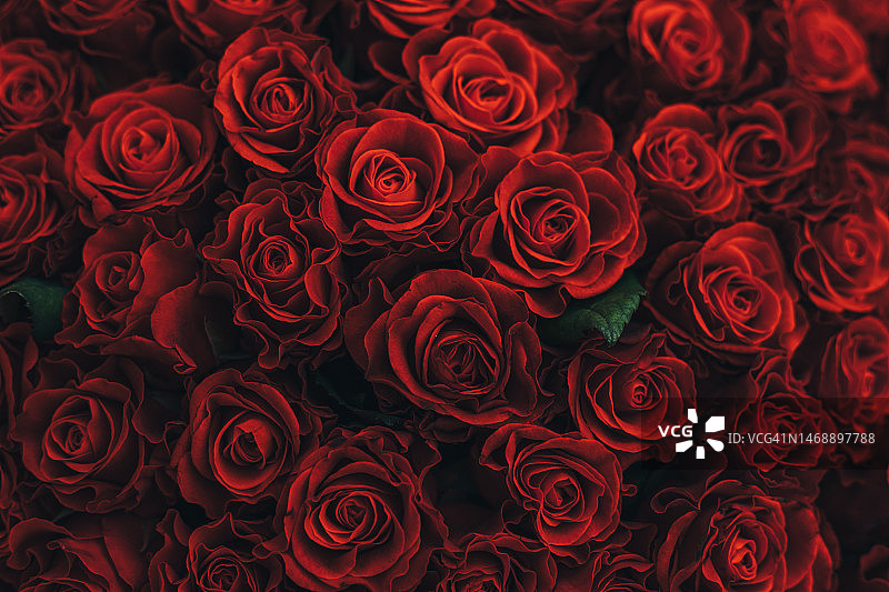 红玫瑰图案图片素材