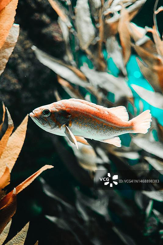 鱼在海里游泳的特写镜头图片素材