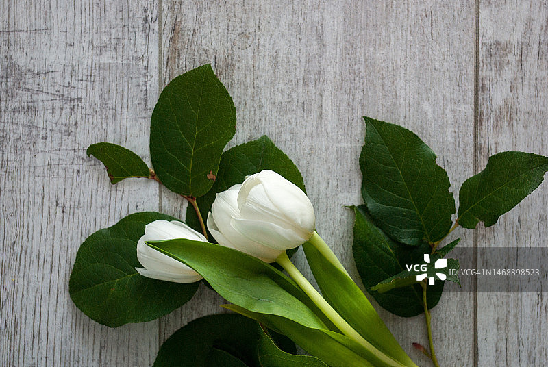白色开花植物叶子特写，日本图片素材