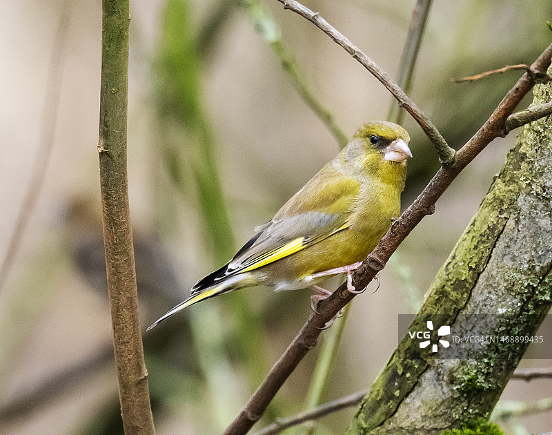 英国坎布里亚郡的欧洲绿雀图片素材